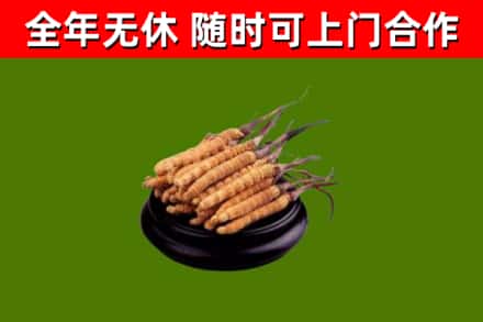 炉霍回收散虫草