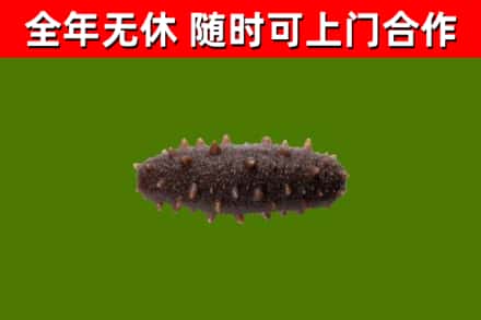 炉霍回收海参干